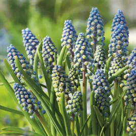 muscari-szafirek-saffier-10-szt-szafirki-cebulki-cebule-szafirkow