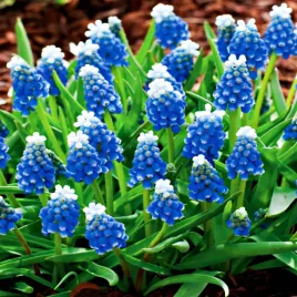 muscari-szafirek-touch-of-snow-10-szt-szafirki-cebulki-cebule-szafirkow