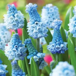 muscari-szafirek-atlantic-10-szt-szafirki-cebulki-cebule-szafirkow