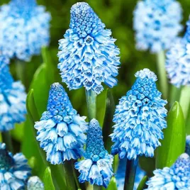 muscari-szafirek-azureum-10-szt-szafirki-cebulki-cebule-szafirkow