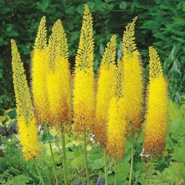 eremurus-pustynnik-himalajski-bungei-zolty-1-szt-sadzonka-sadzonki