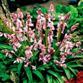 scilla-cebulica-hiszpanska-rozowa-5-szt-cebulki-cebule-kwiatowe