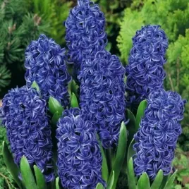 hiacynt-blue-star-10-szt-hiacynty-cebulki-kwiatowe-cebule-hiacyntow