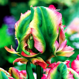 tulipan-papuzi-exotic-parrot-5-szt-tulipany-cebulki-tulipanow-cebule-kwiat