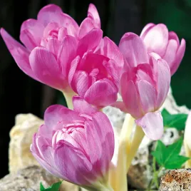 colchicum-giant-zimowit-bizantyjski-xxl-1-szt-cebulki-cebule-kwiatowe