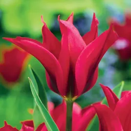 tulipan-viridiflora-doll-s-minuet-5-szt-tulipany-cebulki-tulipanow-cebule