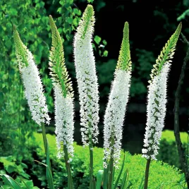 eremurus-pustynnik-white-line-dance-1-szt-cebula-cebulki-kwiatowe