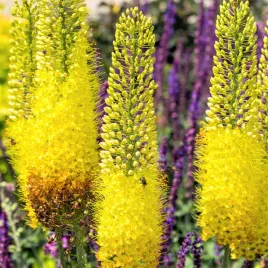 eremurus-pustynnik-himalajski-moneymaker-1-szt-sadzonka-sadzonki