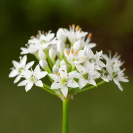 allium-czosnek-ozdobny-tuberosum-1-szt-cebulki-kwiatowe-czosnki