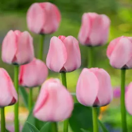 tulipan-darwina-bella-blush-5-szt-tulipany-cebulki-tulipanow-cebule