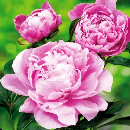 paeonia-piwonia-sadzonka-dr-alex-fleming-1-szt-piwonie-sadzonki-pachnaca