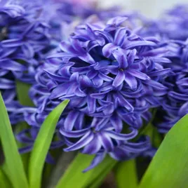 hiacynt-blue-pearl-5-szt-hiacynty-cebulki-kwiatowe-cebule-hiacyntow