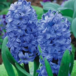 hiacynt-delft-blue-5-szt-hiacynty-cebulki-kwiatowe-cebule-hiacyntow