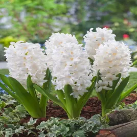 hiacynt-white-ideal-3-szt-hiacynty-cebulki-kwiatowe-cebule-hiacyntow