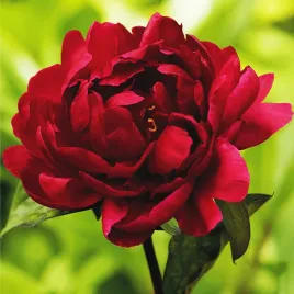 paeonia-piwonia-sadzonka-madame-gaudichau-1-szt-piwonie-sadzonki-pachnaca