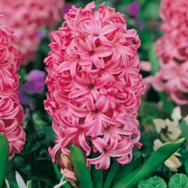 hiacynt-pink-pearl-5-szt-hiacynty-cebulki-kwiatowe-cebule-hiacyntow