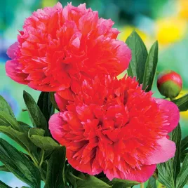 paeonia-piwonia-officinalis-rubra-plena-1-szt