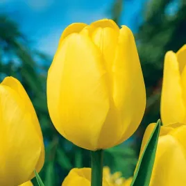 tulipan-darwina-novi-sun-5-szt-tulipany-cebulki-tulipanow-cebule