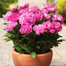 paeonia-piwonia-sadzonka-patio-rome-1-szt-piwonie-sadzonki-pachnaca