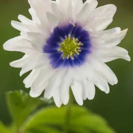 anemone-anemon-zawilec-blue-eyes-1-szt-anemony-zawilce-cebulki-cebule