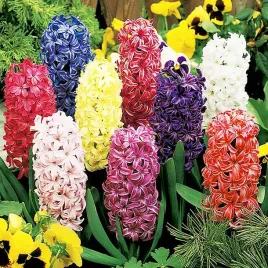 hiacynt-na-kg-mix-1-kg-hiacynty-cebulki-kwiatowe-cebule-hiacyntow
