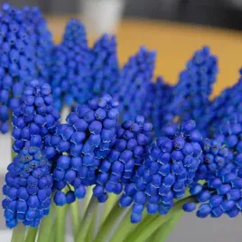 muscari-szafirek-marleen-10-szt-szafirki-cebulki-cebule-szafirkow