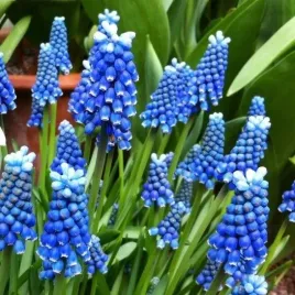 muscari-szafirek-blue-magic-10-szt-szafirki-cebulki-cebule-szafirkow