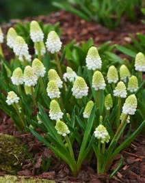 muscari-szafirek-alaska-10-szt-szafirki-cebulki-cebule-szafirkow