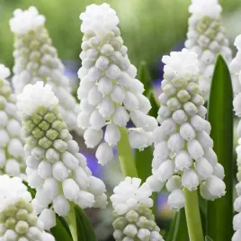 muscari-szafirek-siberian-tiger-10-szt-szafirki-cebulki-cebule-szafirkow