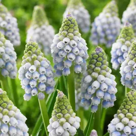 muscari-szafirek-ocean-magic-10-szt-szafirki-cebulki-cebule-szafirkow
