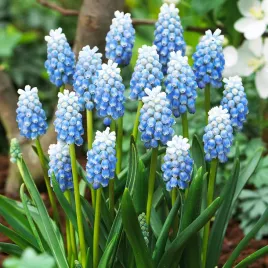 muscari-szafirek-peppermint-10-szt-szafirki-cebulki-cebule-szafirkow