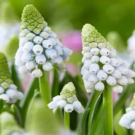 muscari-szafirek-manon-10-szt-szafirki-cebulki-cebule-szafirkow