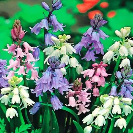 scilla-cebulica-mix-5-szt-cebulki-kwiatowe-cebule-kwiatow