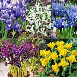 iris-reticulata-zylkowany-mix-10-szt-irysy-cebulki-irysow-kosaciec