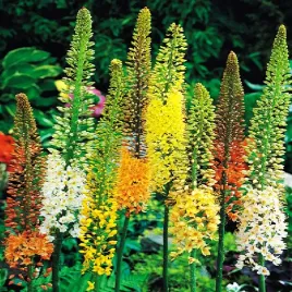 eremurus-pustynnik-himalajski-mix-3-szt-klacza-cebule-cebulki-kwiatowe