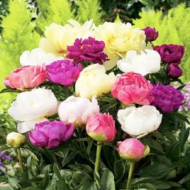 piwonia-sadzonka-mix-5-szt-paeonia-piwonie-sadzonki-pachnaca
