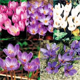 krokus-jesienny-mix-10-szt-krokusy-cebulki-cebule-krokusow