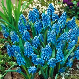 muscari-szafirek-armeniacum-100-szt-szafirki-cebulki-cebule-szafirkow