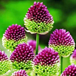 allium-shearocephalon-czosnek-glowkowaty-100-szt-cebulki-czosnki-ozdobne