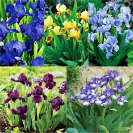 irys-pumila-mix-mieszanka-niski-5-szt-irysy-sadzonki-irysow-kosaciec