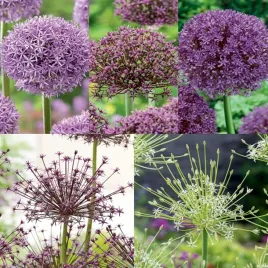 zestaw-3-allium-czosnek-ozdobny-5-odmian-11-szt-cebulki-czosnki-ozdobne