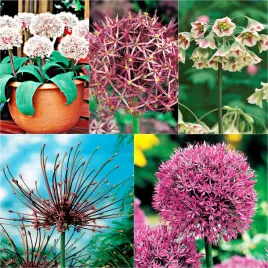 zestaw-2-allium-czosnek-ozdobny-5-odmian-13-szt-cebulki-czosnki-ozdobne