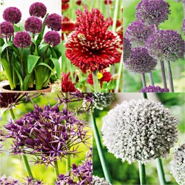 zestaw-allium-10-12-czosnek-ozdobny-5-odmian-9-szt-cebulki-czosnki-ozdobne