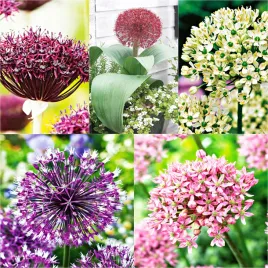 zestaw-1-allium-czosnek-ozdobny-5-odmian-11-szt-cebulki-czosnki-ozdobne