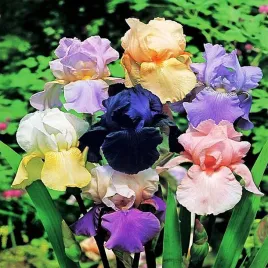 irys-germanica-mix-mieszanka-5-szt-irysy-sadzonki-irysow-kosaciec