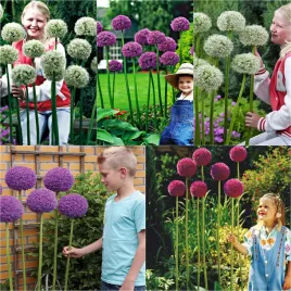 zestaw-allium-18-20-czosnek-ozdobny-5-odmian-5szt-cebulki-czosnki-ozdobne