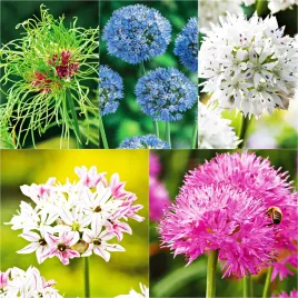 zestaw-allium-5-czosnek-ozdobny-5-odmian-26-szt-cebulki-czosnki-ozdobne