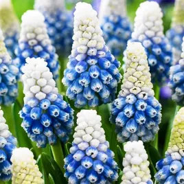 muscari-szafirek-mountain-lady-10-szt-szafirki-cebulki-cebule-szafirkow