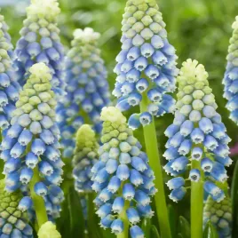 muscari-szafirek-julia-10-szt-szafirki-cebulki-cebule-szafirkow