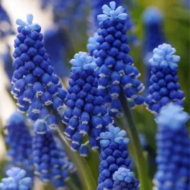 muscari-szafirek-super-star-10-szt-szafirki-cebulki-cebule-szafirkow